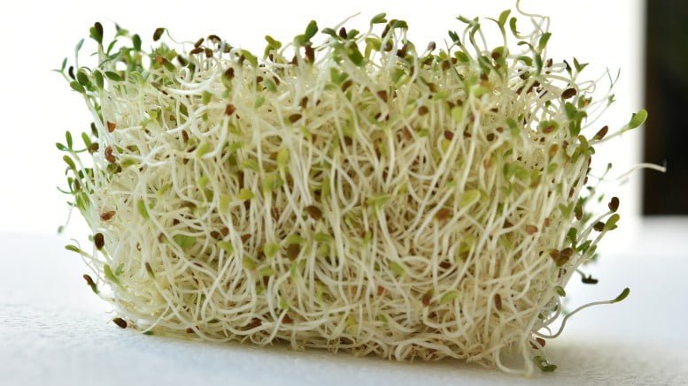 Alfalfa Sprouts - Dangerous Foods