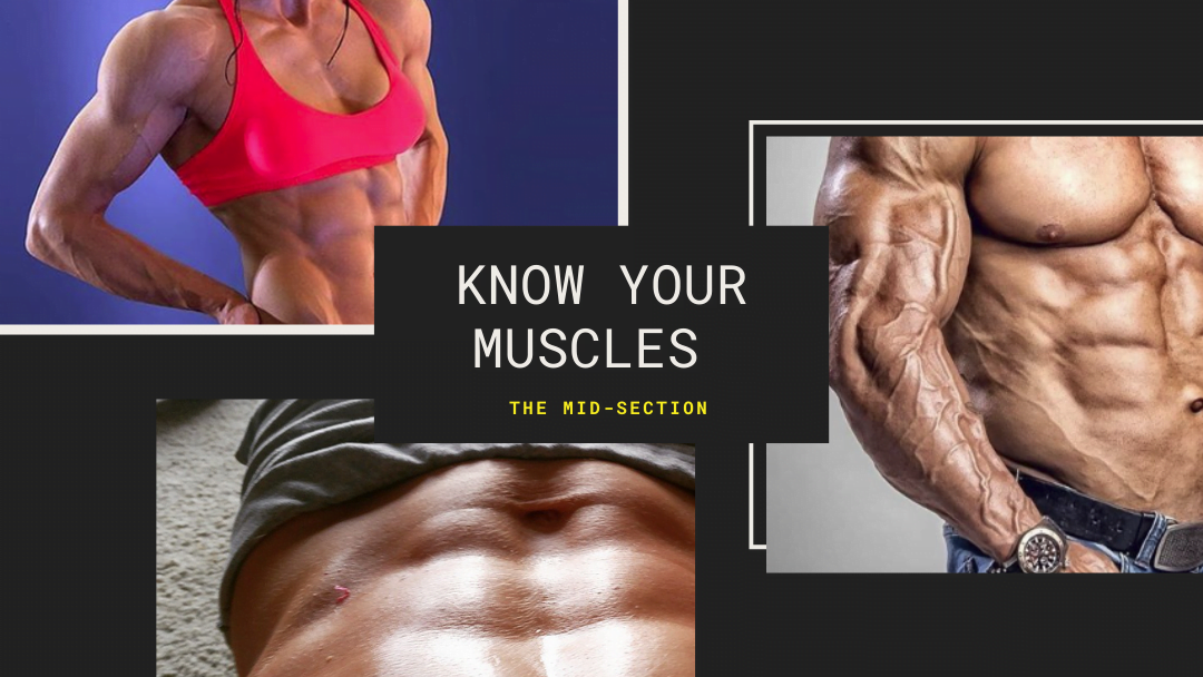 Know Your Muscles The Mid Section2