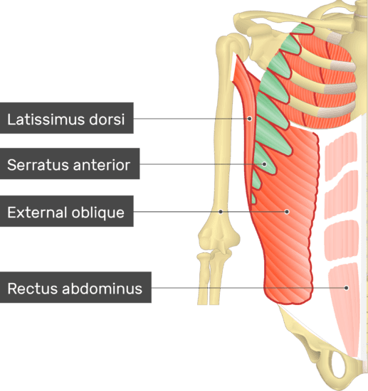 serratus and external obliques