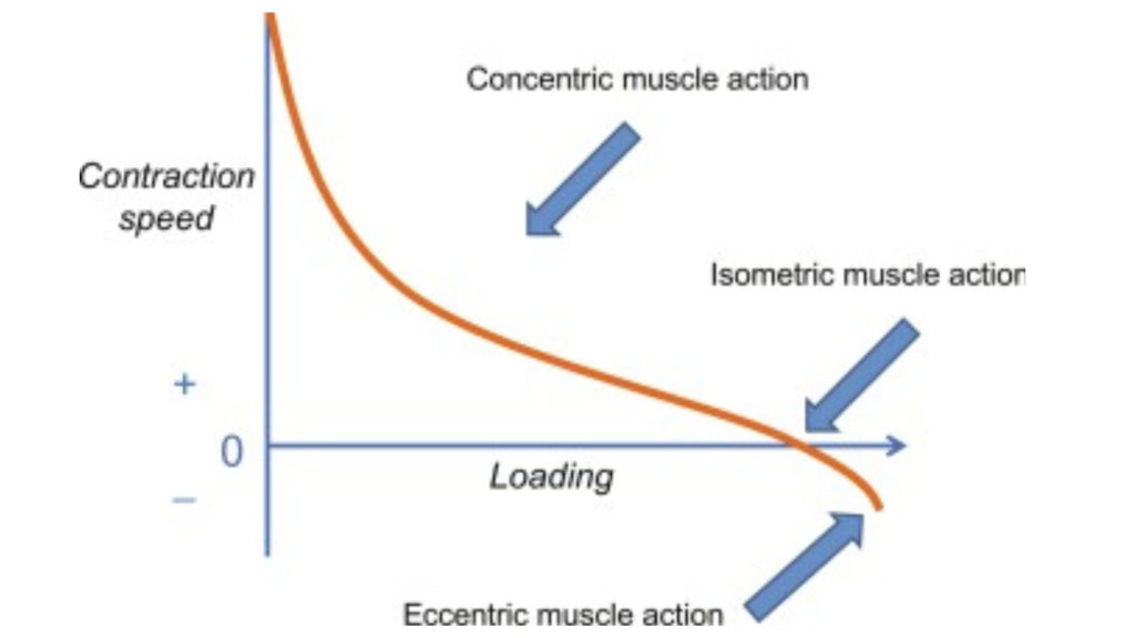 muscle activation in concentric and eccentric phases during isokinetic exercise